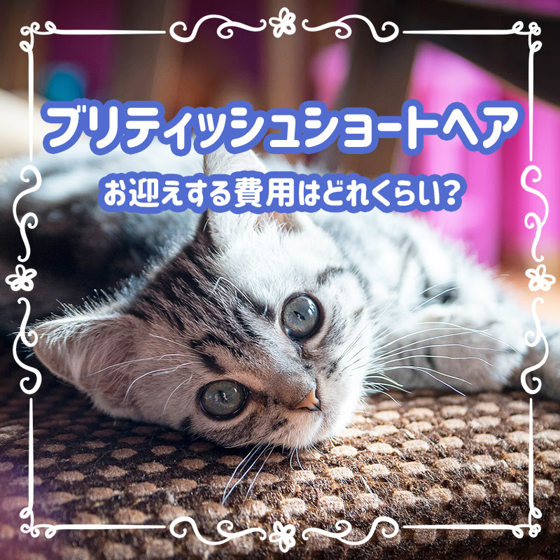 ブリティッシュショートヘアの値段は何で決まる