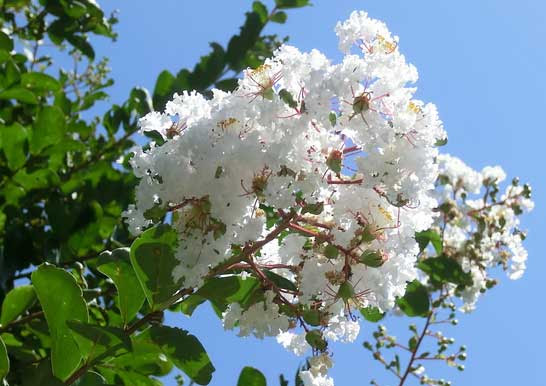 英人の単車魂 今日の花便り サルスベリ