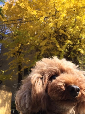 看板犬ノアニコとスサノオ神社までお散歩してきました 東京都 荒川区 三ノ輪 わんこと一緒