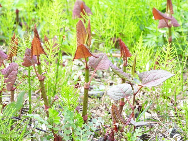イタドリの芽や葉っぱが赤い 生で食べる地域がある すかんぽとの違いは お役立ち 季節の耳より情報局