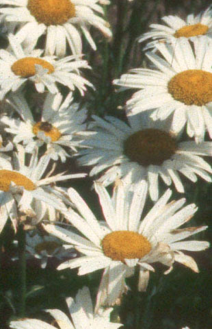 White Flowers Names. Here is a list of flower names along with .