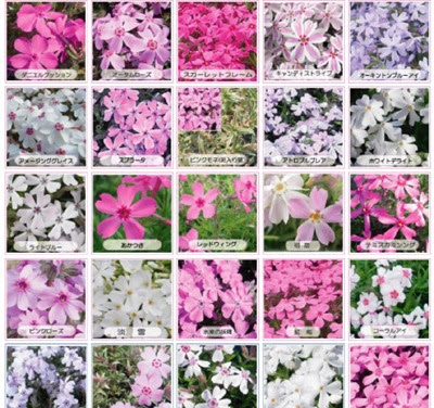 通販 書籍の関連記事 園芸ナビ 花と野菜の育て方