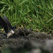 Swallow- Lift off!