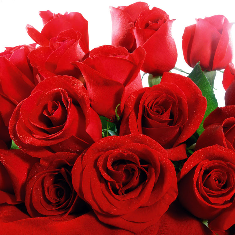 Frasi Sulle Rose