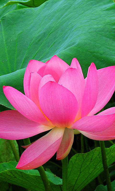 蓮 ハス の花携帯待受画像 無料壁紙