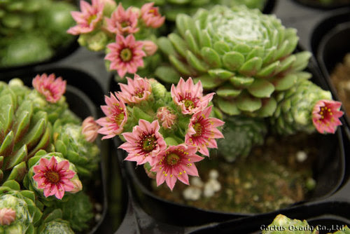 カクタス長田ブログ お花も咲きますセンペルビウム