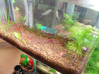 熱帯魚 Hage Blog Part 9
