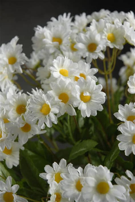 white daisy bouquet   stems