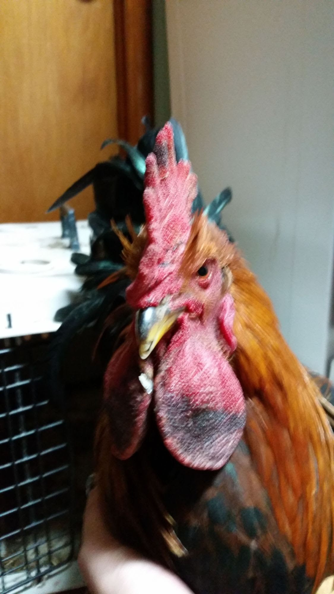 Swollen Wattles