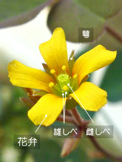 花弁とは