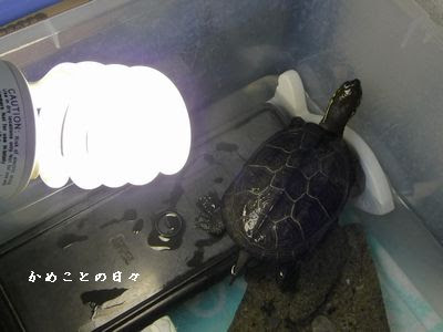 かめことの日々 紫外線ライト