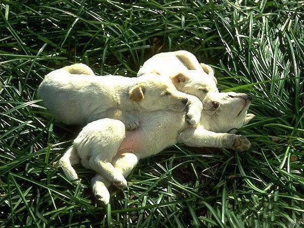nos amis les chiens