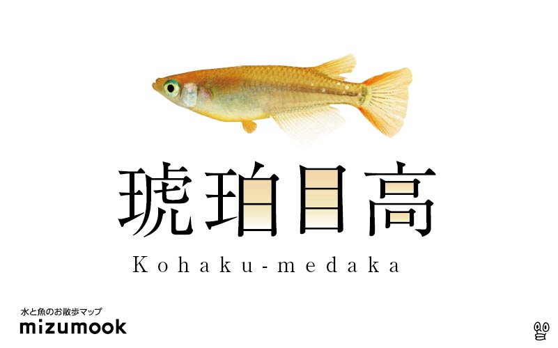 琥珀メダカの飼い方 飼育 寿命 産卵 病気 餌 種類 ミズムック