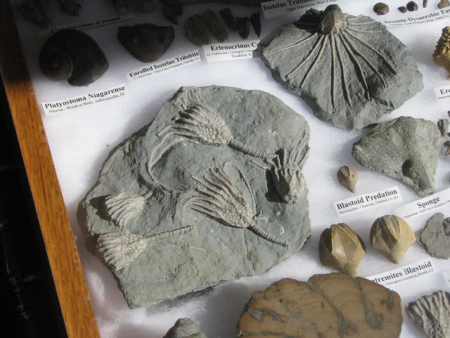 Kentucky Paleontological Society fossil collection