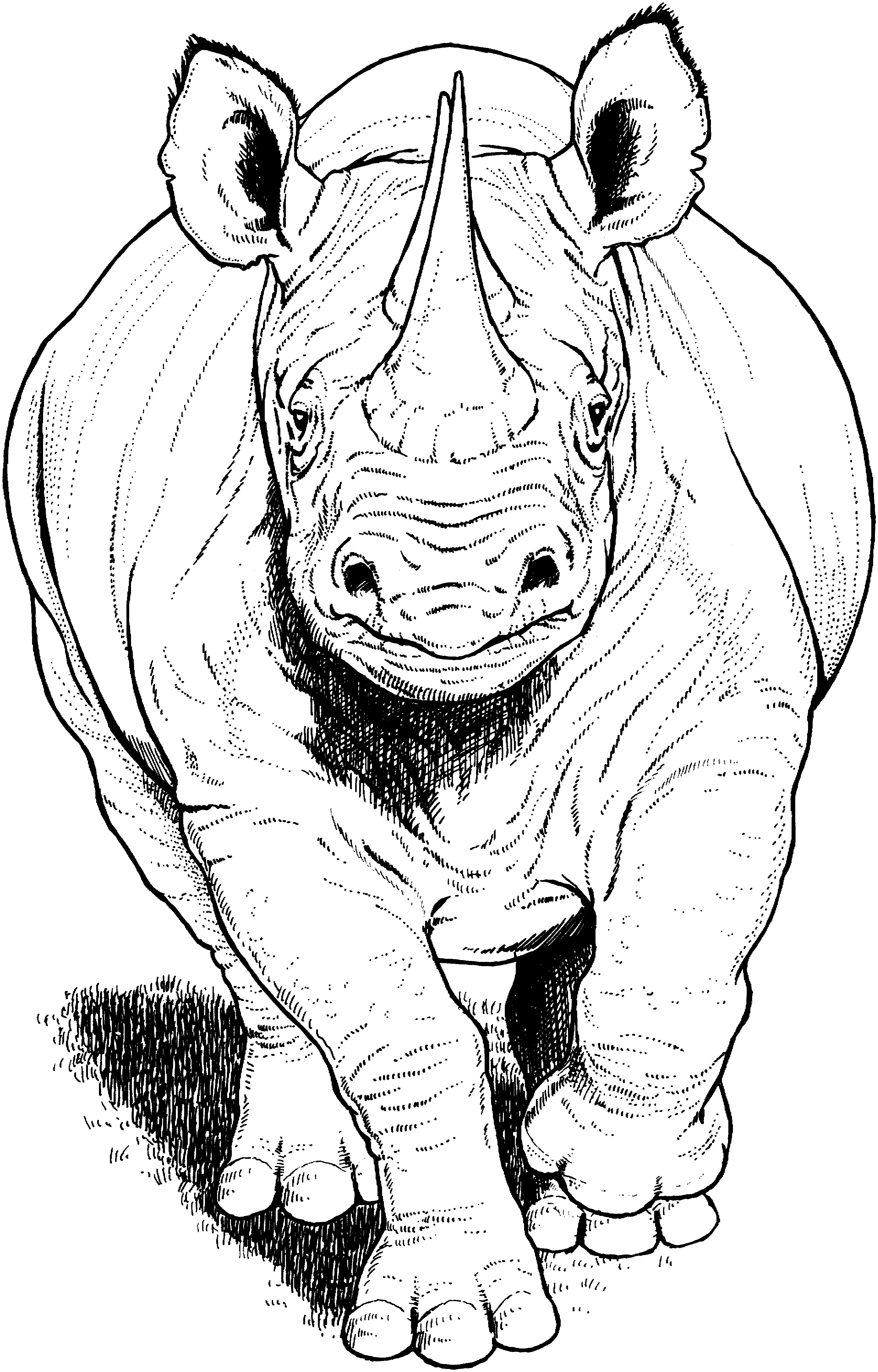 Download Free Rhino Coloring Pages