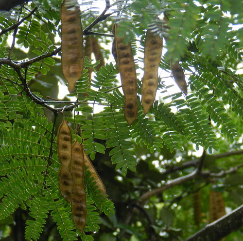naturenotesDSCN2114