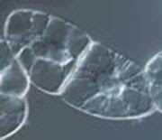 研究概要 長谷部研究室 基礎生物学研究所