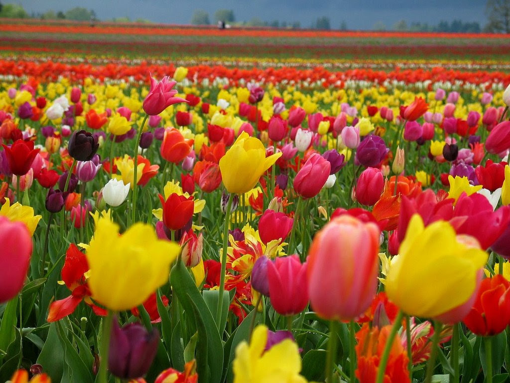 Photograph – Field of Tulips…