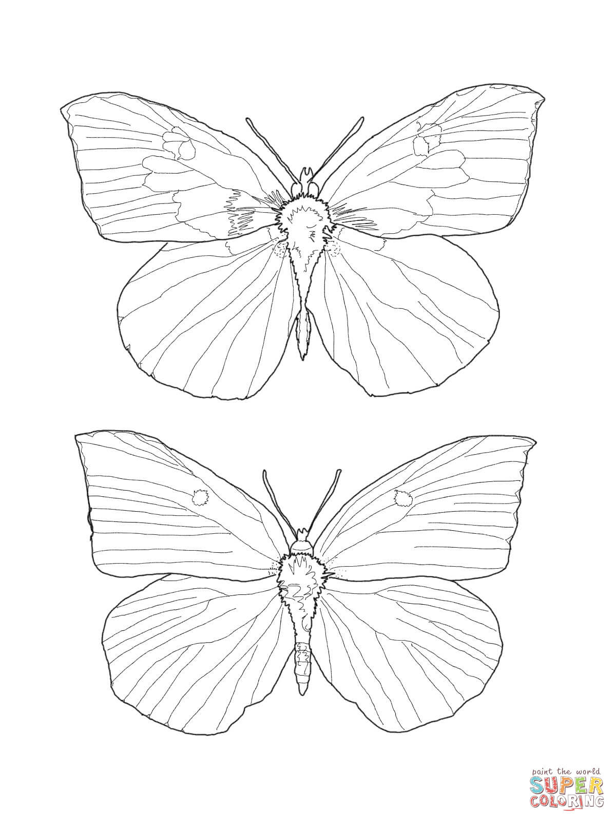 Blue Morpho Butterfly Coloring Page at GetColorings.com | Free printable colorings pages to ...