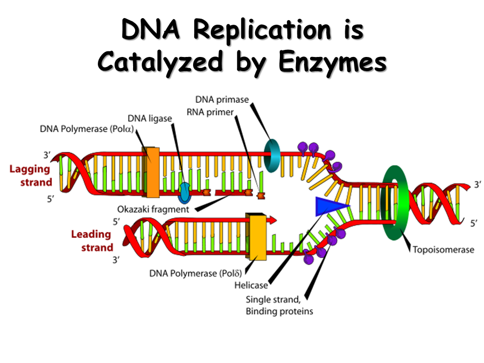Dna Structure And Replication Presentation Biology