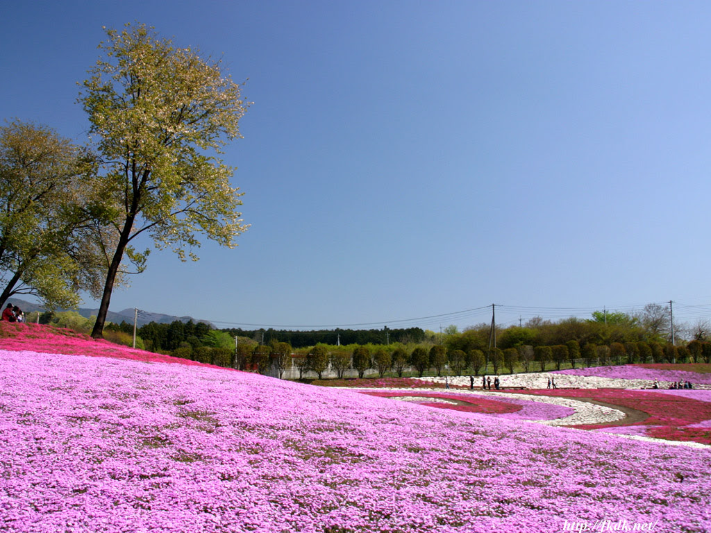 芝桜と山桜 風景写真無料壁紙