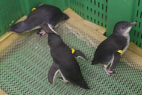 Penguin wash - Massey Wildlife Centre