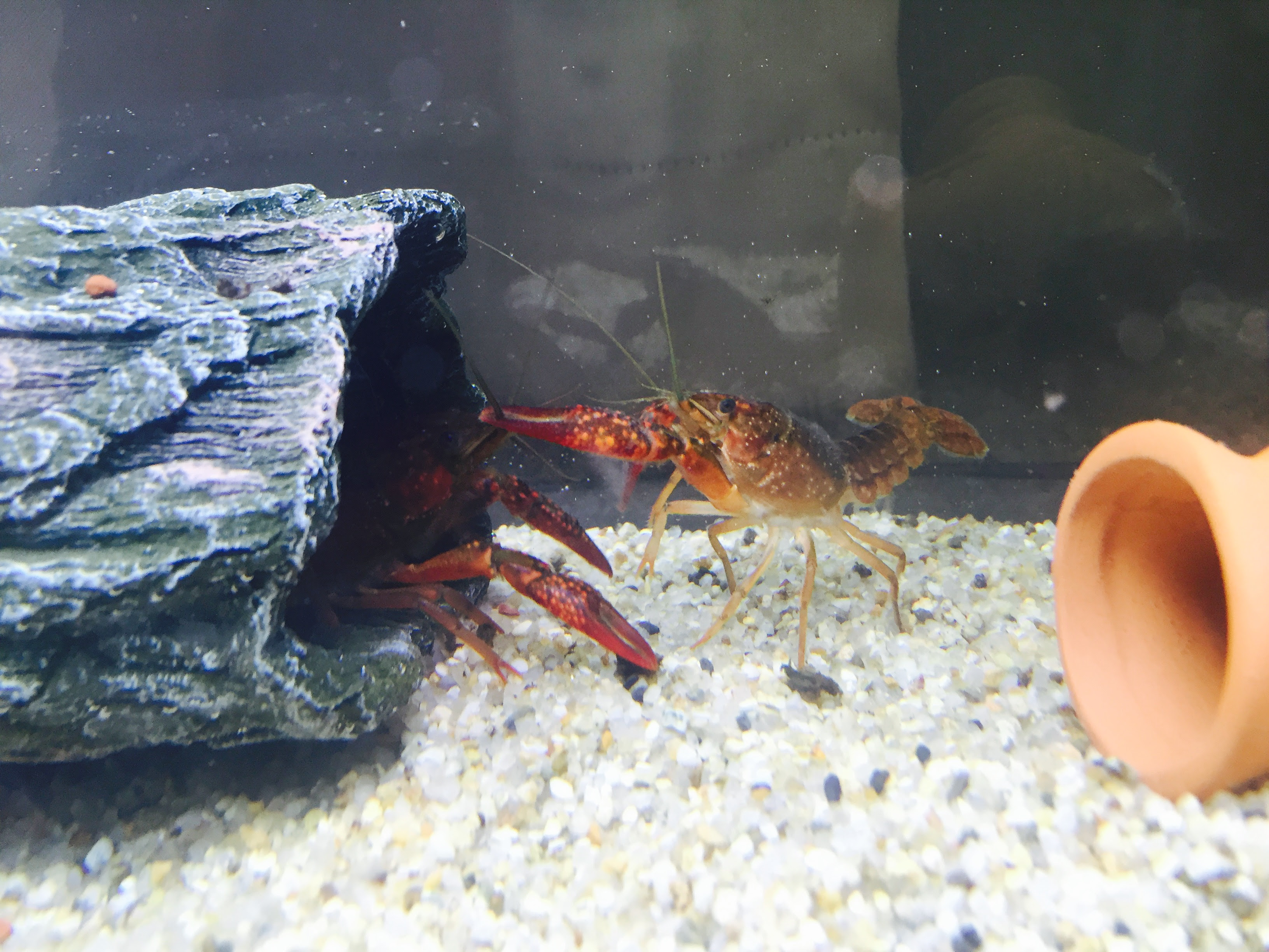 ザリガニの飼育方法について 生き物マスター