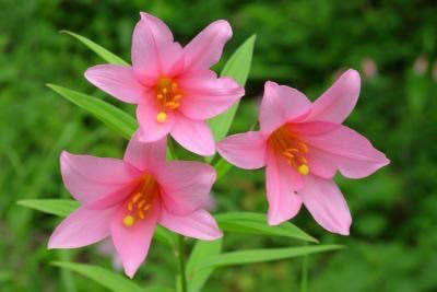 ６月２３日 ヒメサユリ 花の俳句