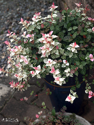 ハツユキカズラ 初雪葛 庭の花 ちさのふぉと日記