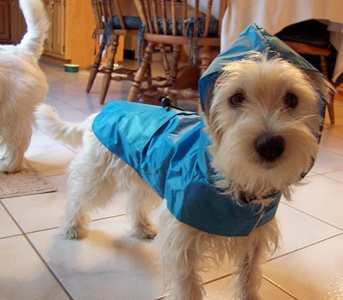 Rainy Day Blues