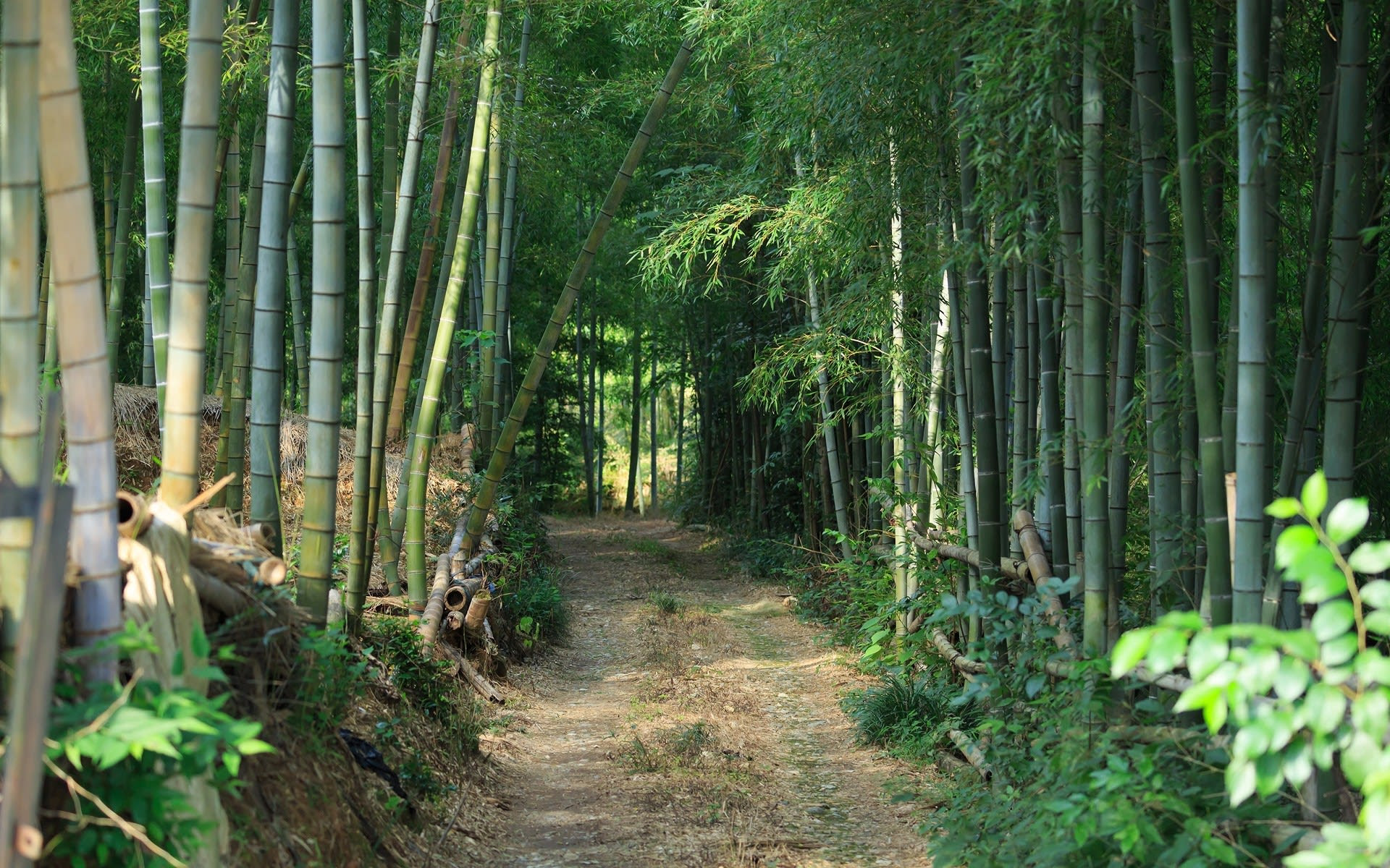 15年秋の京都 竹の径の壁紙 計19枚 壁紙 日々駄文