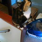 We've been training her to be a mouse killer. She finally caught one. She is so, so proud.