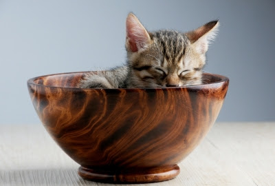 癒しの子猫画像 アルファホテル青森スタッフブログ