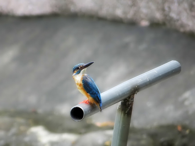 翠鳥/無限台南