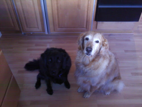 golden retriever mixed with pitbull. hot Beagle Golden Retriever
