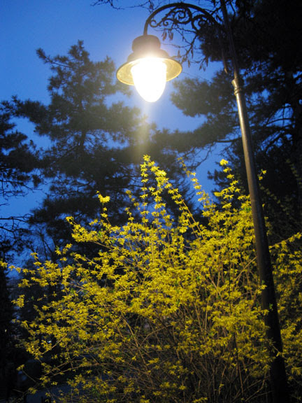 night bloom
