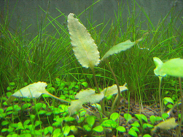Aquarium World 熱帯魚と水草の飼育 旧 アクアリム7 クリプトコリネ ウェンティ ブラウン