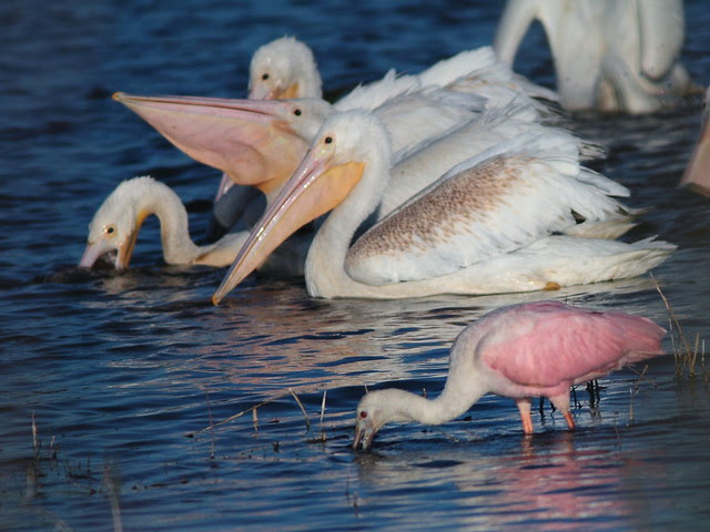 Pelicans with spoonbill 2-20121125