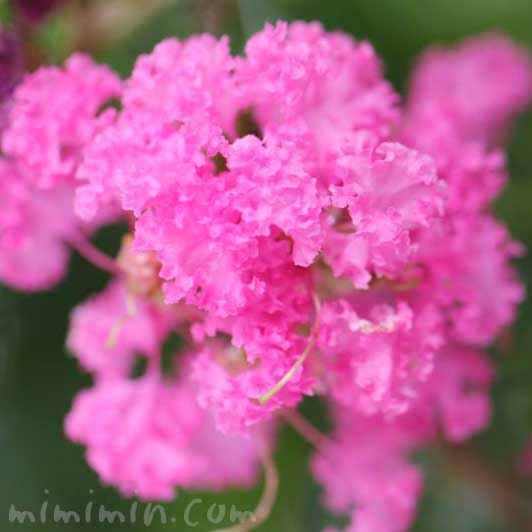 サルスベリの花言葉 名前の由来 百日紅の花の写真 みみみんブログ