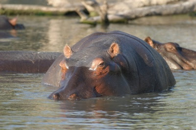 Hippo205