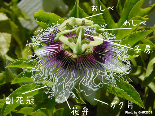 パッションフルーツの育て方