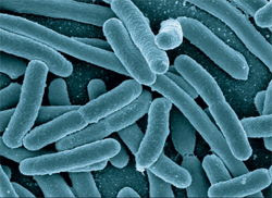 <em>Escherichia coli</em> (<em>E. 
coli</em>)