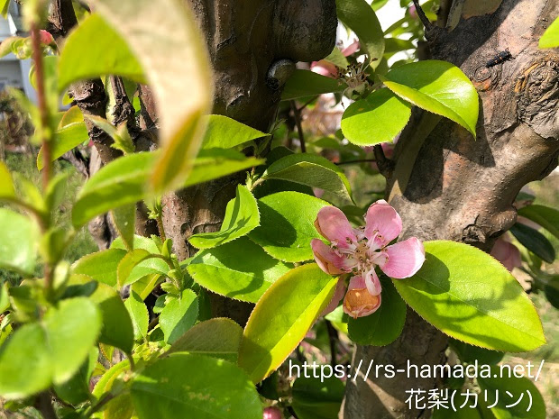 花梨 カリン の花の花言葉は 自然植物図鑑