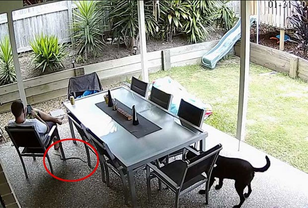 Drew Scott foi alertado por cão sobre cobra venenosa (Foto: Reprodução/YouTube/Drew S)