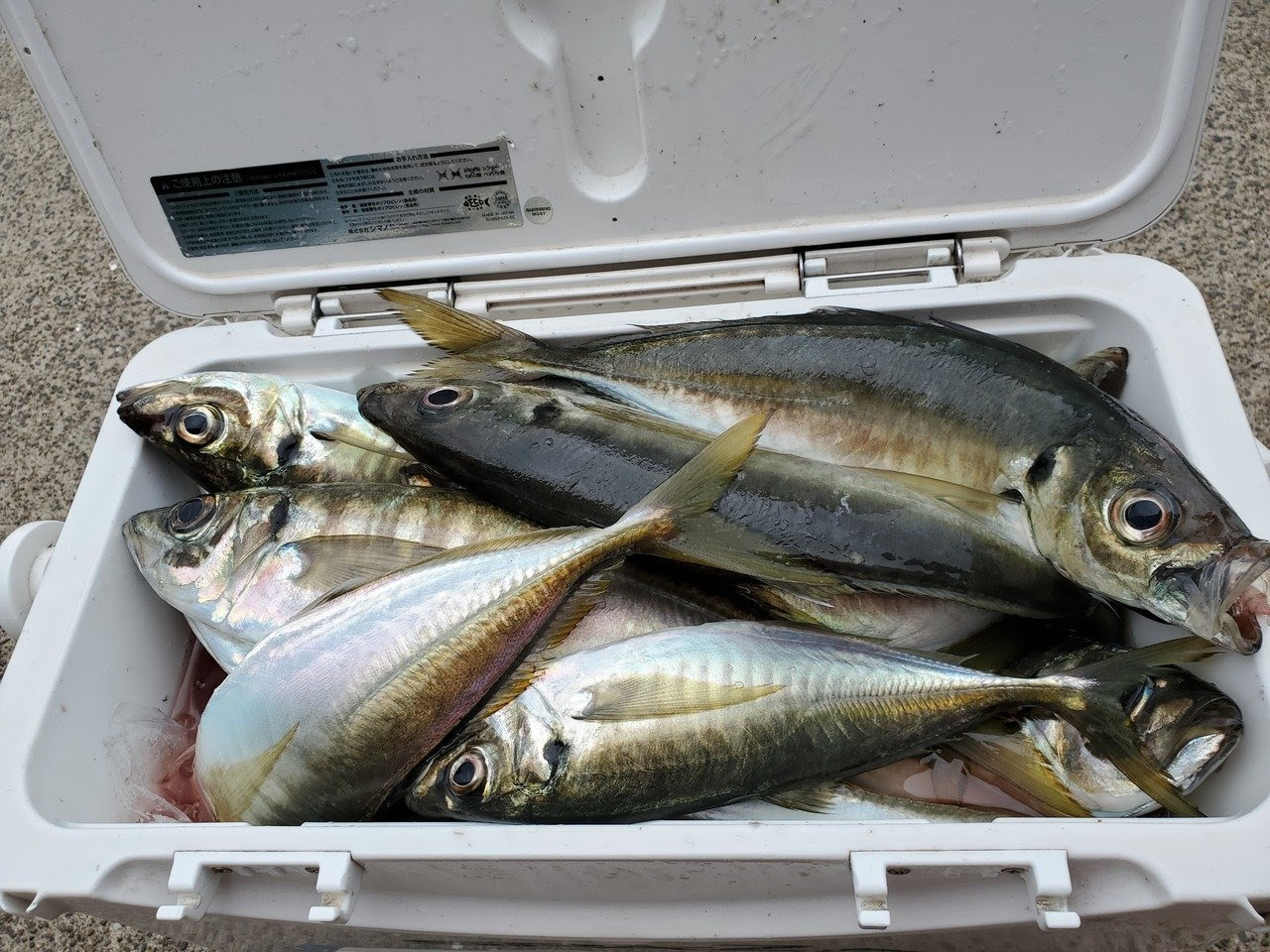 アジの釣果 21年4月17日 房丸 神奈川県 鴨居大室漁港 ベリー釣船予約