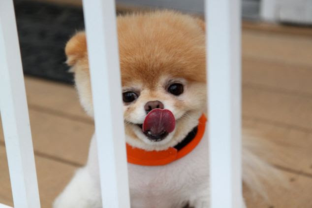 Behind bars: But nothing can hold back Boo's cuteness