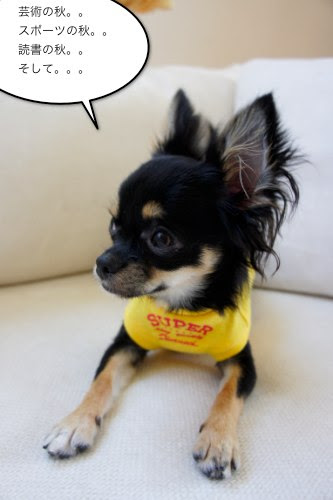 小型犬 チワワ の避妊体験記を画像付きでまとめました