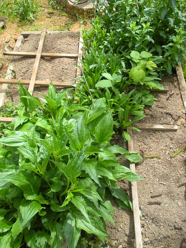 Flower Box - Coneflowers Daisies