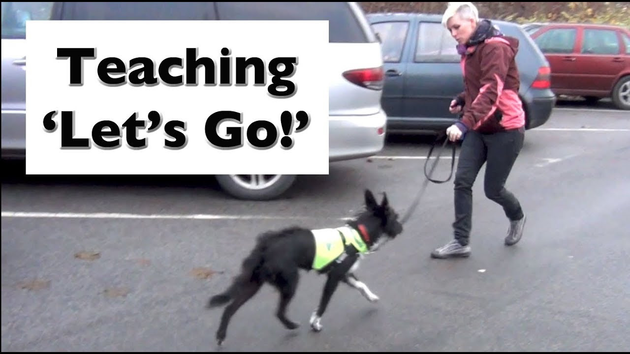 How to stop your dog lunging and barking- Train 'Let's Go!'- shy ...