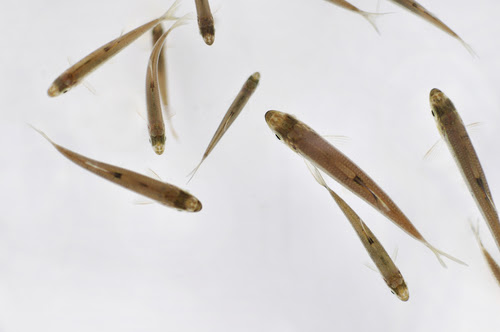 オイカワの稚魚 大きさや特徴について 熱帯魚 淡水魚 海水魚の図鑑